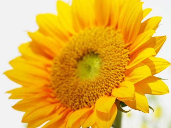 Flower - Copy