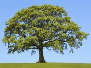 The Oak In Spring